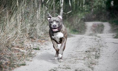 Cane pitbull pixabay