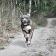 Cane pitbull pixabay