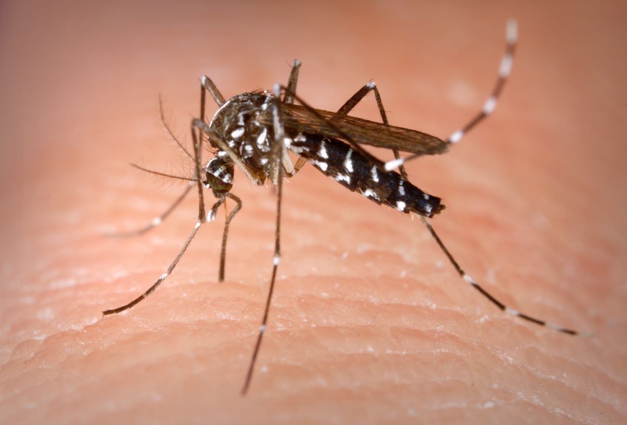 Zanzara tigre dengue chikungunya wikimedia commons