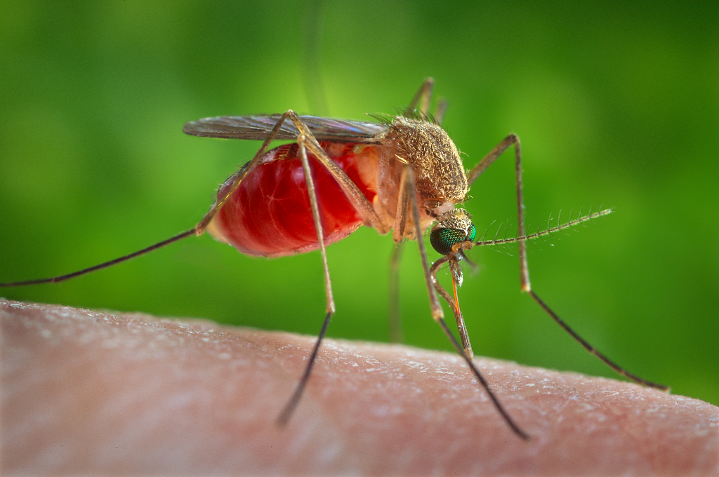 Zanzara virus west nile culex quinquefasciatus, picryl public domain